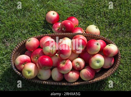 Ein Korb aus Korbgeflecht voller leuchtend roter Entdeckungsäpfel, Malus domestica, der von oben auf einen grünen Rasen hinausläuft Stockfoto