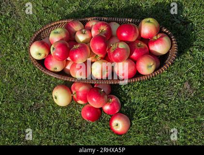 Auf einen Korb voller leuchtend roter Entdeckungsäpfel, Malus domestica, blickt man auf einen grünen Rasen Stockfoto