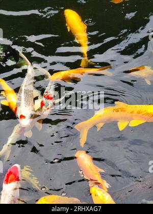 Bunte Koi-Karpfenfische im Fluss Stockfoto