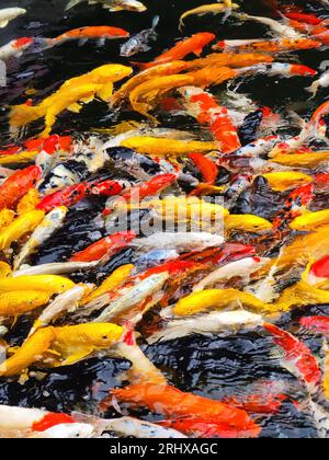 Bunte Koi-Karpfenfische im Fluss Stockfoto