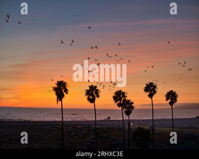 Foto eines faszinierenden Sonnenuntergangs über einem wunderschönen Strand mit einer Vogelschar, die anmutig durch den lebendigen Himmel steigt Stockfoto