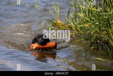 Gundog-Training. Ein labrador flach beschichteter Retriever, der eine Wasserrückgewinnung durchführt Stockfoto