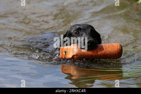 Gundog-Training. Ein labrador flach beschichteter Retriever, der eine Wasserrückgewinnung durchführt Stockfoto