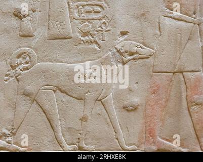 Ägypten, Sakkara, Grab von Ankhmahor, Prozession der Darbietenden Bringer. Hund. Stockfoto