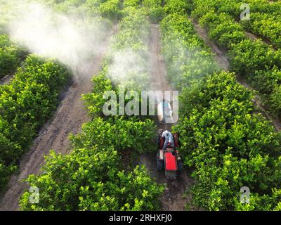 Hoher Winkel des unerkennbaren Landwirts, der Herbizid-Sprüher für landwirtschaftliche Traktoren und Pestizid- und Insektizid-Sprüher auf Zitronenbäume bei Bio-f-Pflanzen fährt Stockfoto