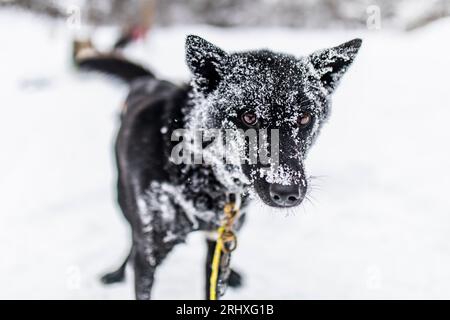 Entzückender reinrassiger schwarzer Laika-Hund, der auf verschneitem Gelände auf die Kamera schaut, mit ganzjährigem Frostgesicht bei Tageslicht vor verschwommenem Hintergrund Stockfoto