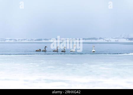 Herrliche Landschaft mit einer Herde wilder Cygnus Cygnus, die im Wasser des eisbedeckten Meeres auf den Lofoten-Inseln in Norwegen schwimmen Stockfoto