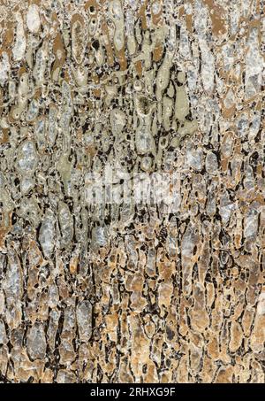 Makrofotografie, die die innere Zellstruktur einer Schicht Dinosaurierknochen (Iguanodon) zeigt, die aus der Wealden-Clay-Formation im Vereinigten Königreich stammen Stockfoto