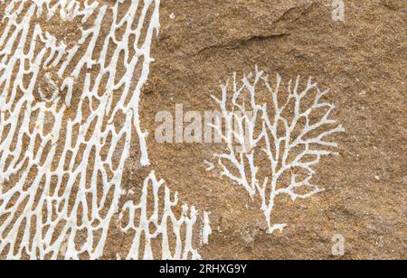 Bryozoen, allgemein bekannt als wirbellose Moostiere, die in Kolonien leben, die Skelette aus Estland bilden Stockfoto