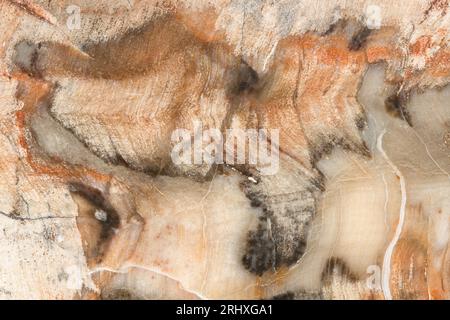 Makrofotografie eines versteinerten Holzstücks Araucaria aus der frühen Trias-Zeit in Madagaskar Stockfoto