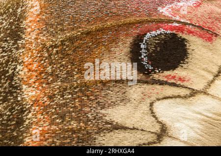Draufsicht auf Makrofotografie mit feinen Details im Flügel einer Cecropia-Motte (Hyalophora cecropia) Stockfoto