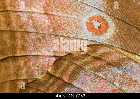 Blick von oben auf „Eyespot“ auf der Unterseite des Sky Blue Morpho Schmetterlingsflügels (Morpho menelaus menelaus) bei Tageslicht Stockfoto