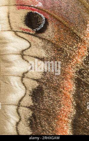 Draufsicht auf Makrofotografie des feinen Details im Flügel einer Cecropia-Motte (Hyalophora cecropia) bei Tageslicht Stockfoto