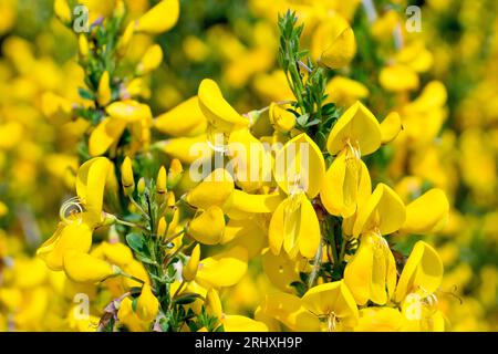 Besen (cytisus scoparius), Nahaufnahme des gemeinen Strauches in voller Blüte im Frühjahr, bedeckt mit großen gelben Blüten. Stockfoto