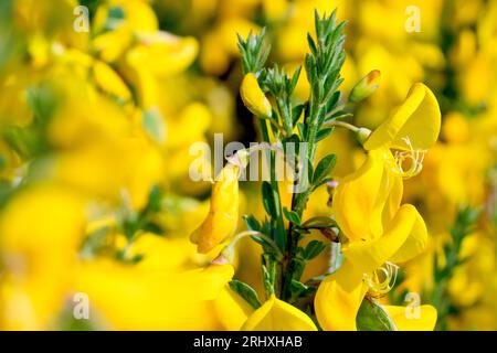 Besen (cytisus scoparius), Nahaufnahme des gewöhnlichen Strauchs in voller Blüte im Frühjahr, wobei nur einige der großen gelben Blüten im Fokus stehen. Stockfoto