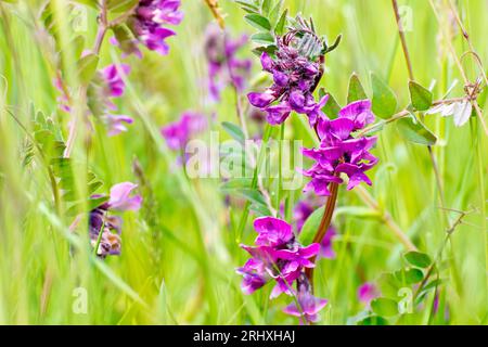 Bush Vetch (vicia sepium), Nahaufnahme mit dem Fokus auf eine einzelne Pflanze in Blume, die durch das lange Gras einer ungepflegten Straßenränder wächst. Stockfoto