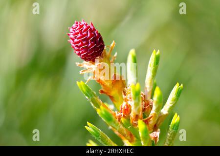 pinus sylvestris (pinus sylvestris), Nahaufnahme der kleinen rosa weiblichen Blume des gemeinen immergrünen Baumes. Stockfoto