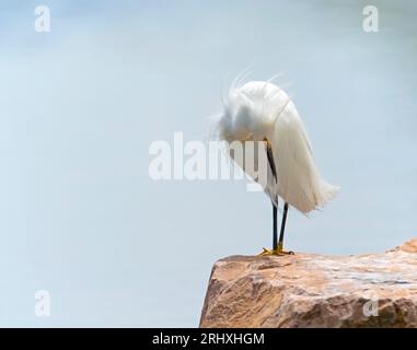 Der schneebedeckte Egret thront auf einem Felsen, der seine Federn pflügt Stockfoto