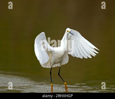 Der schneebedeckte Egret landet anmutig im Wasser Stockfoto