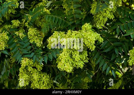 Blätter und Samen am Baum des Himmels oder Ailanthus altissima, Sofia, Bulgarien Stockfoto