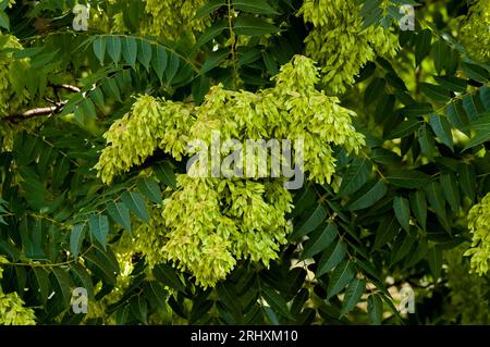 Blätter und Samen am Baum des Himmels oder Ailanthus altissima, Sofia, Bulgarien Stockfoto