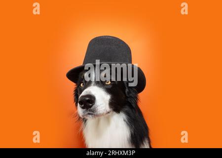 Porträthallowen- oder Karnevalshund. Border Collie trägt einen schwarzen Hut. Isoliert auf orangenem Backgorund Stockfoto