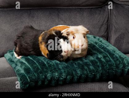 Das Meerschweinchen oder Hausschweinchen, Cavia porcellus, auch bekannt als Cavy oder Domestic cavy. Zwei süße Meerschweinchen-Haustiere auf weichem grünem Kissen. Stockfoto