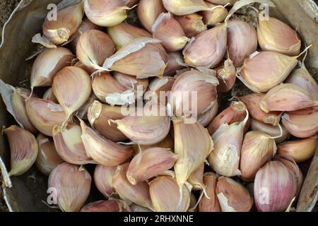 Knoblauchzehen, die von den Köpfen getrennt wurden, bevor sie in den Boden gepflanzt wurden. Stockfoto