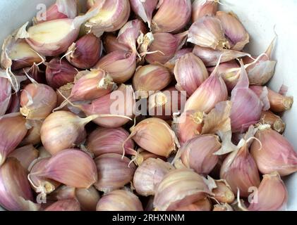 Knoblauchzehen, die von den Köpfen getrennt wurden, bevor sie in den Boden gepflanzt wurden. Stockfoto