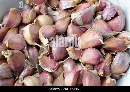 Knoblauchzehen, die von den Köpfen getrennt wurden, bevor sie in den Boden gepflanzt wurden. Stockfoto