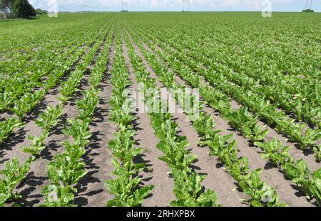 Im Frühling wachsen Zuckerrüben auf dem Feld des Bauern Stockfoto