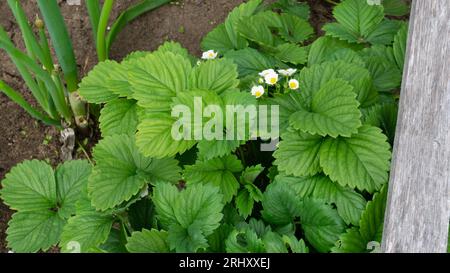Ein grüner Erdbeerstrauch mit kleinen weißen Blumen im Garten neben den Brücken Stockfoto