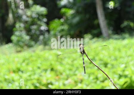 Blick auf den Rückenbereich einer Green Marsh Hawk Libelle, die auf einer erhöhten Stängelspitze thront Stockfoto