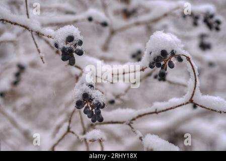 Schwarze Beeren der gewöhnlichen Privatpflanze (Ligustrum vulgare) im Winter, bedeckt von Neuschnee. Winterhintergrund. Stockfoto