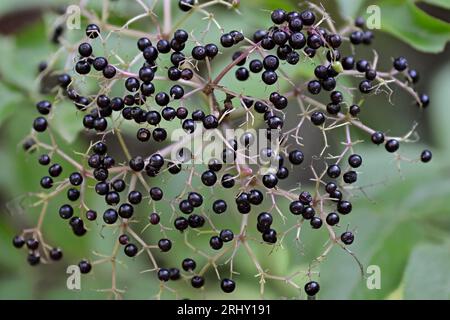 Haufen wilder schwarzer Holunderbeeren (sambucus canadensis) im Spätsommer im Wald. Abstrakte Ansicht. Stockfoto