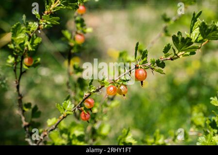 Frische Stachelbeere auf einem Zweig eines Stachelbeerstrauchs im Garten. Im Garten wächst ein roter Beerenstrauch. Stockfoto