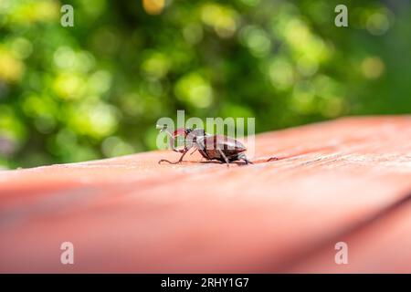 Hirschkäfer Lucanus cervus, der größte europäische Hirschkäfer Stockfoto