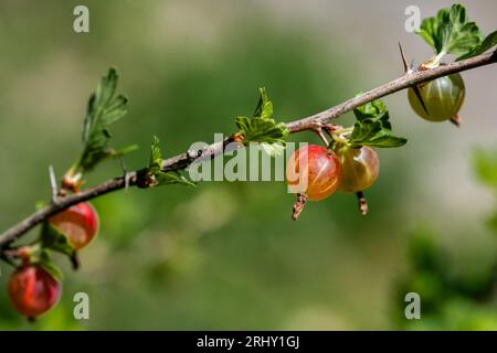 Frische Stachelbeere auf einem Zweig eines Stachelbeerstrauchs im Garten. Im Garten wächst ein roter Beerenstrauch. Stockfoto