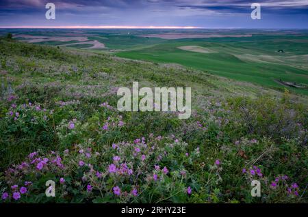 Palouse Prairie Überrest mit vielen Arten von Gras und Wildblumen, einschließlich Geranium Viskosimum (Sticky Geranium) bei Sonnenuntergang. Steptoe Butte State P Stockfoto