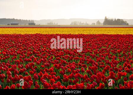 Rote und gelbe Tulpenfelder im warmen Abendlicht. Skagit Valley, Washington, USA. Stockfoto