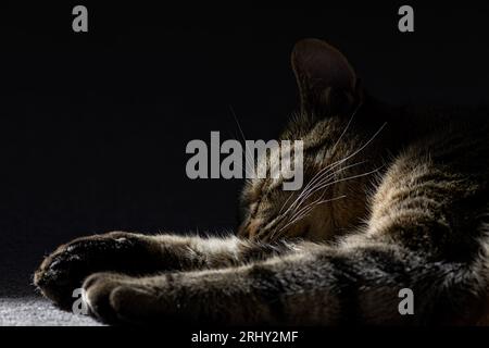 Eine schlafende Katze tabby Stockfoto