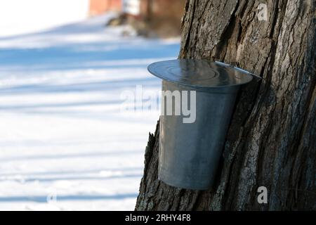 Authentischer traditioneller Ahornkübel, der im Frühjahr im südlichen New Hampshire zum Sammeln von saft aus altem Ahornbaum verwendet wurde. Stockfoto