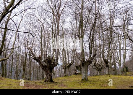Otzarretas Green Haven: Tauchen Sie ein in die lebendige Ruhe der bezaubernden Buchenwaldlandschaft. Stockfoto