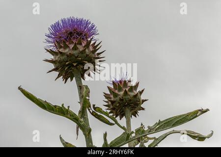 Große violette Artischocken-Blume auf weißem Hintergrund Stockfoto