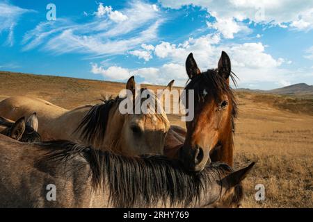 Wilde Mustangs im Owhee Uplands in Oregon nahe Succor Creek. Stockfoto