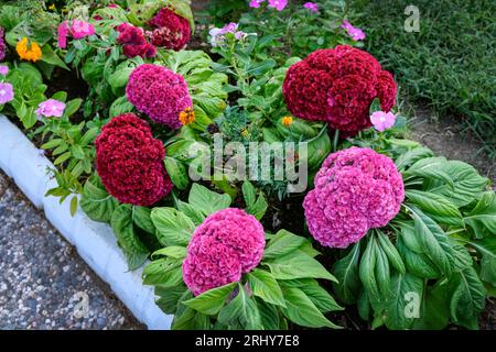 Samtblumen im Blumenbeet im Sommer. Celosia Kamm Bordeaux und rosa im Landschaftdesign. Celosia ist ein Kraut aus der Familie Amaranth Stockfoto