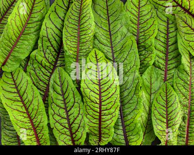 Rotadern-Sauerampfer Draufsicht. Frische mikrogrüne Sorrel-Blätter. Hintergrund von grünen Blättern mit roten Adern. Frische Kräuter für Salat. Stockfoto