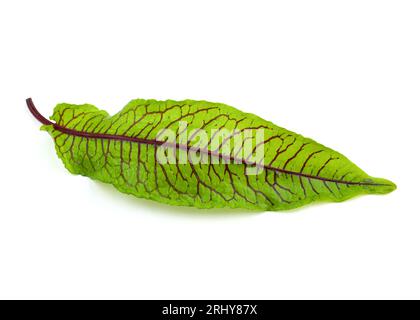 Rotadern-Sauerampfer Draufsicht. Frische mikrogrüne Sauerampfer-Blätter auf weißem Hintergrund. Grüne Blätter mit roten Adern. Frische Kräuter für Salat. Stockfoto