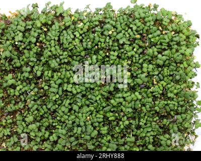 Rettich-Mikrogrün-Nahaufnahme auf weißem Hintergrund. Frische Sprossen und junge Blätter von Rettich, Vorderansicht über weiß. Gemüse und Mikrogrün. Home Green Stockfoto