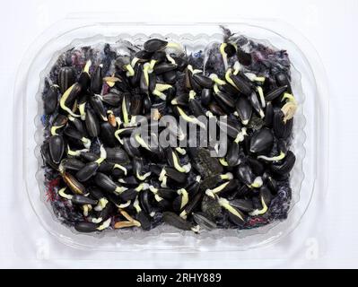 Gekeimte Sonnenblumenkerne auf einem Stück Schaumgummi. Anbauen von Mikrogrüns zu Hause. Sprossen aus der Ansicht von oben. Stockfoto